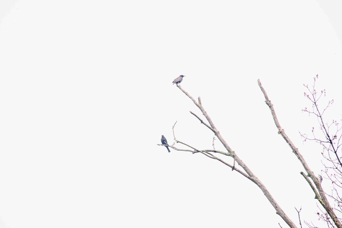 Brown-headed Cowbird - ML620880224