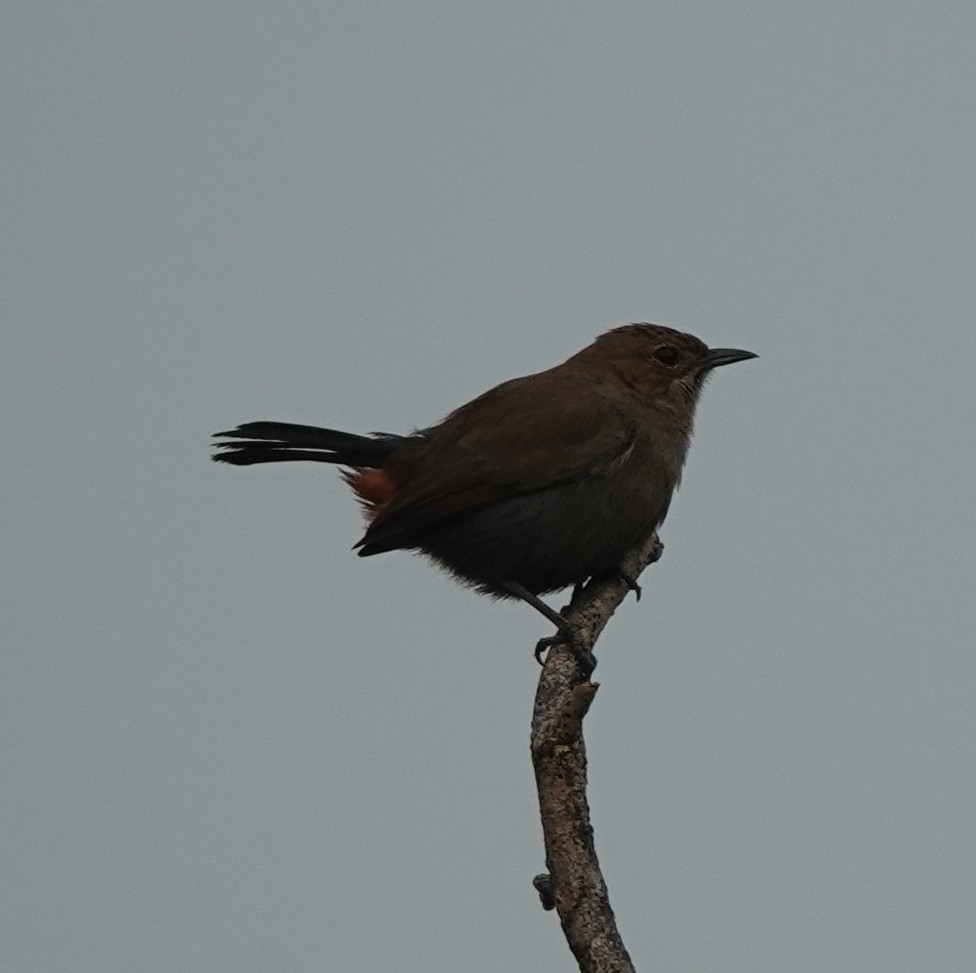 Indian Robin - ML620880225