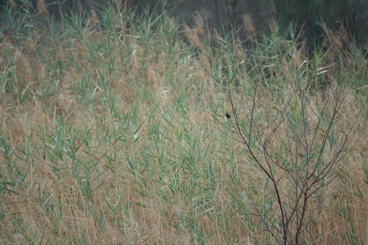 Indian Robin - ML620880226