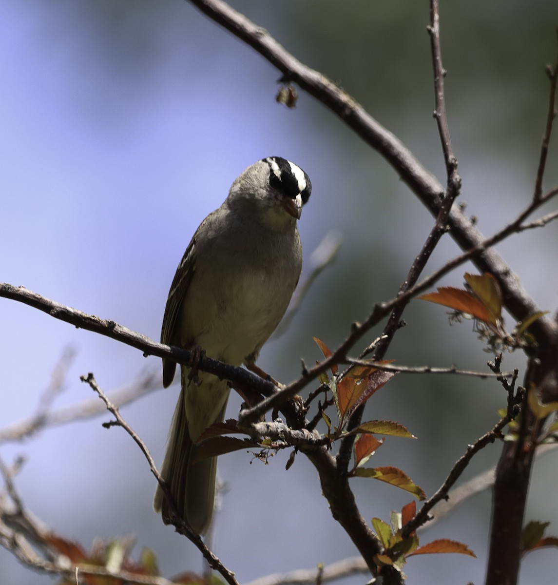 White-crowned Sparrow - ML620880228