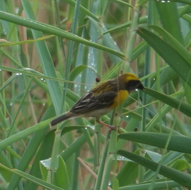 Baya Weaver - ML620880229