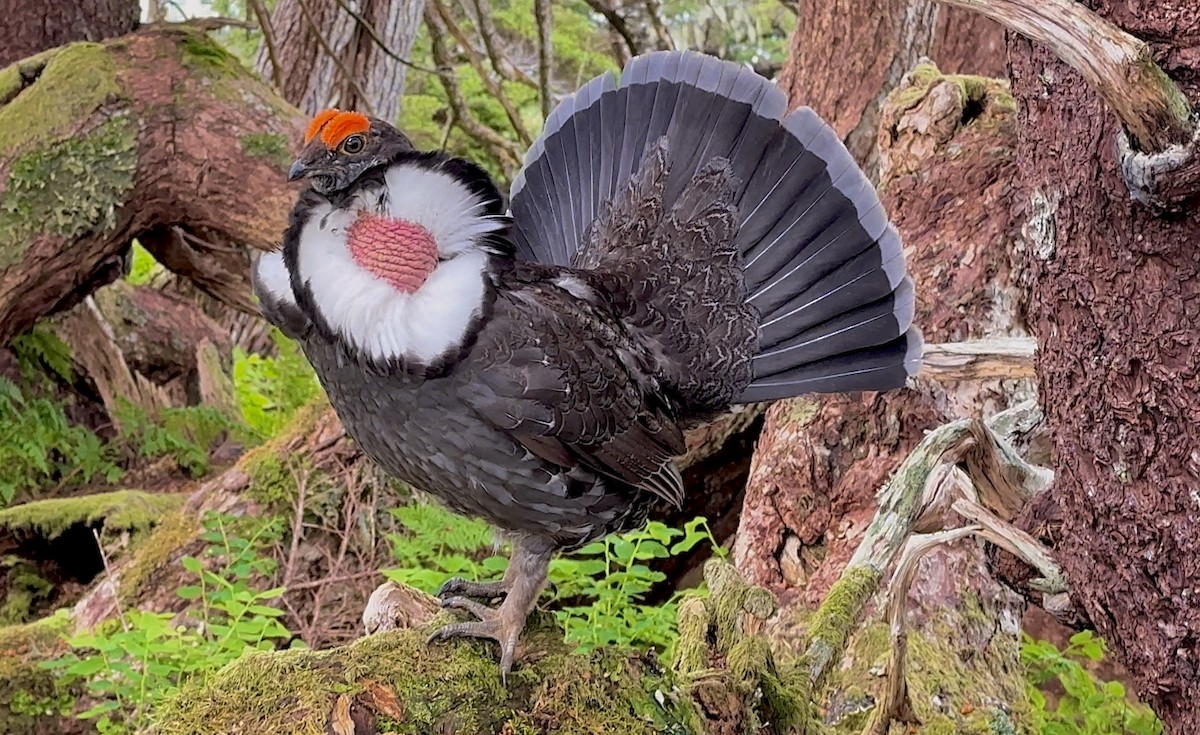 Sooty Grouse - ML620880232