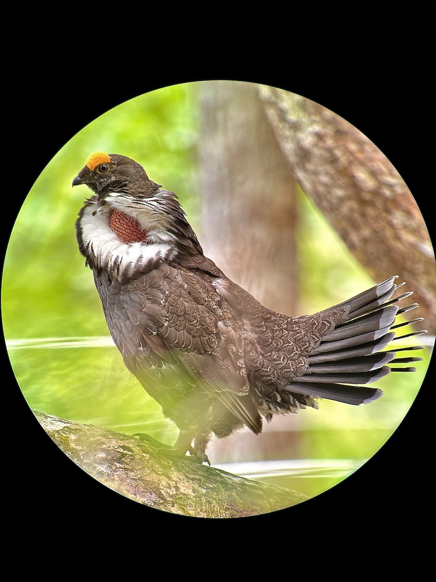 Sooty Grouse - ML620880233