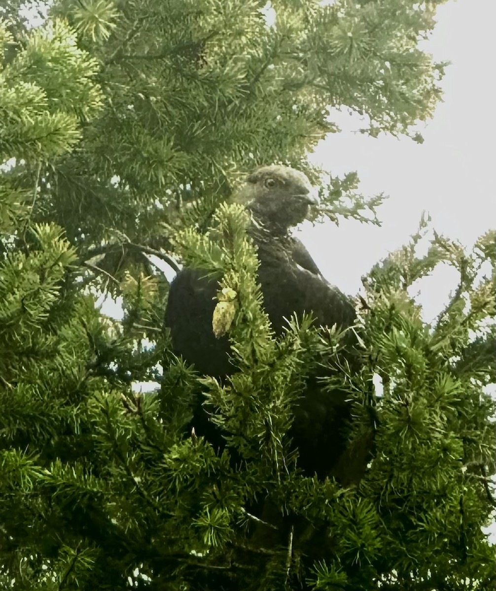 Sooty Grouse - ML620880237