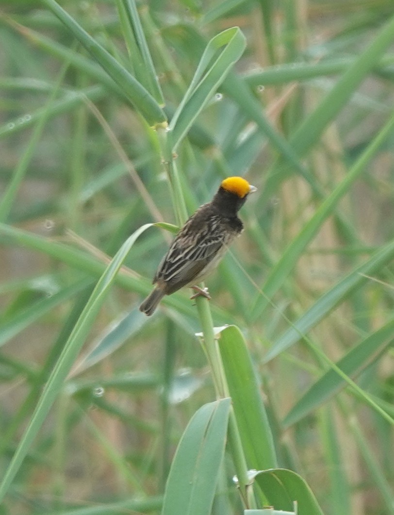 Black-breasted Weaver - ML620880241