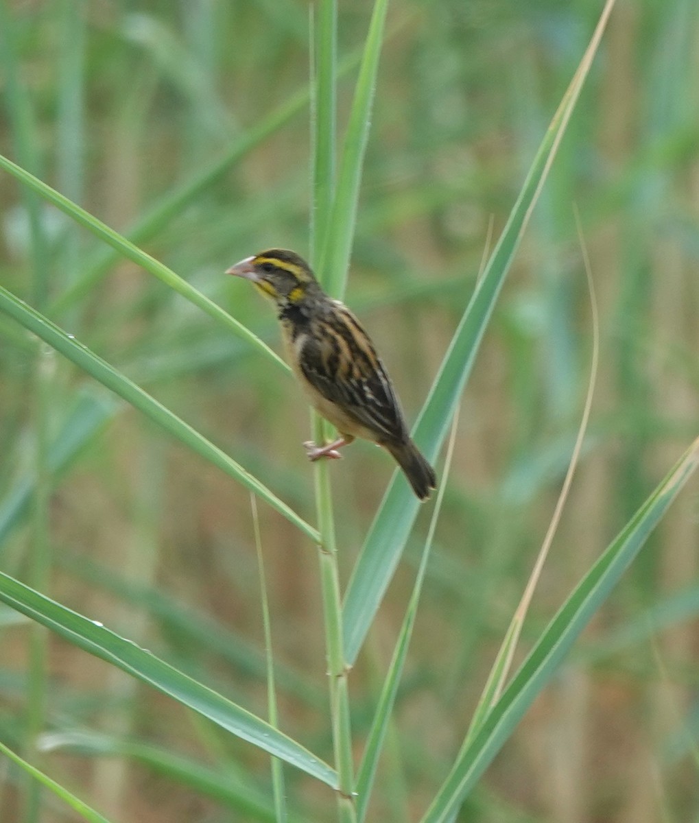 Black-breasted Weaver - ML620880242