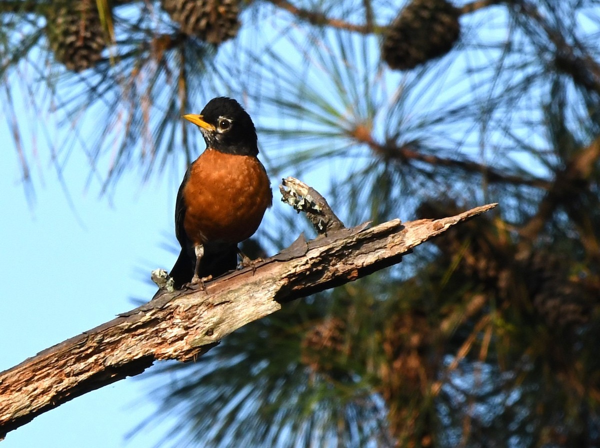 American Robin - ML620880243