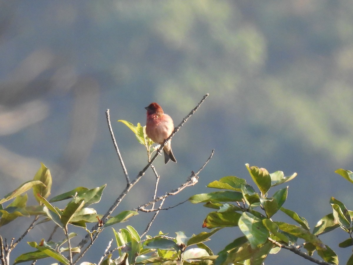 Common Rosefinch - ML620880247