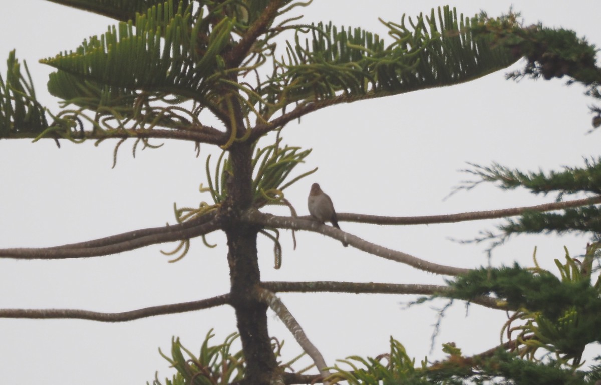 California Towhee - ML620880248