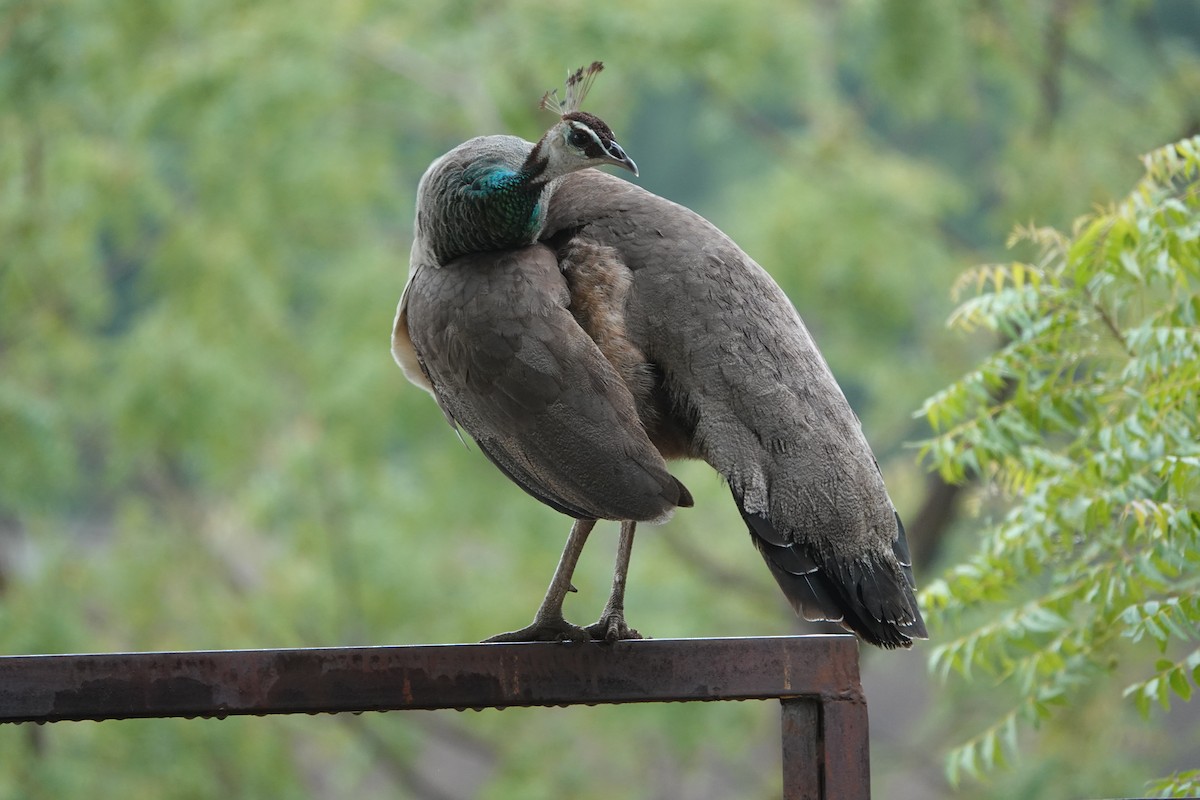 Indian Peafowl - ML620880251