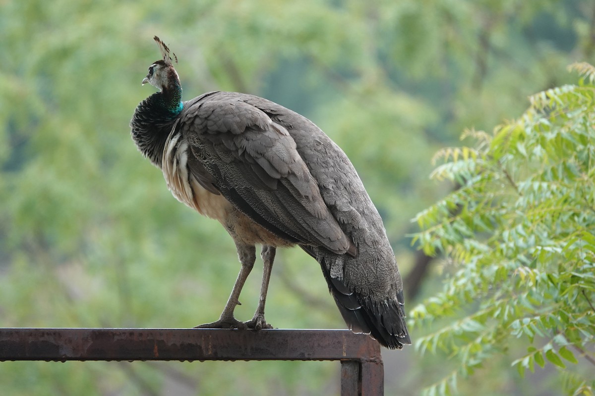 Indian Peafowl - ML620880252