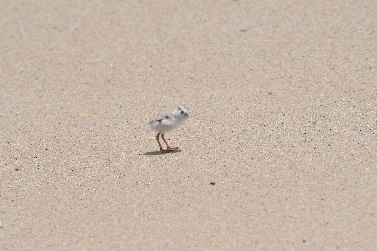 Piping Plover - ML620880255
