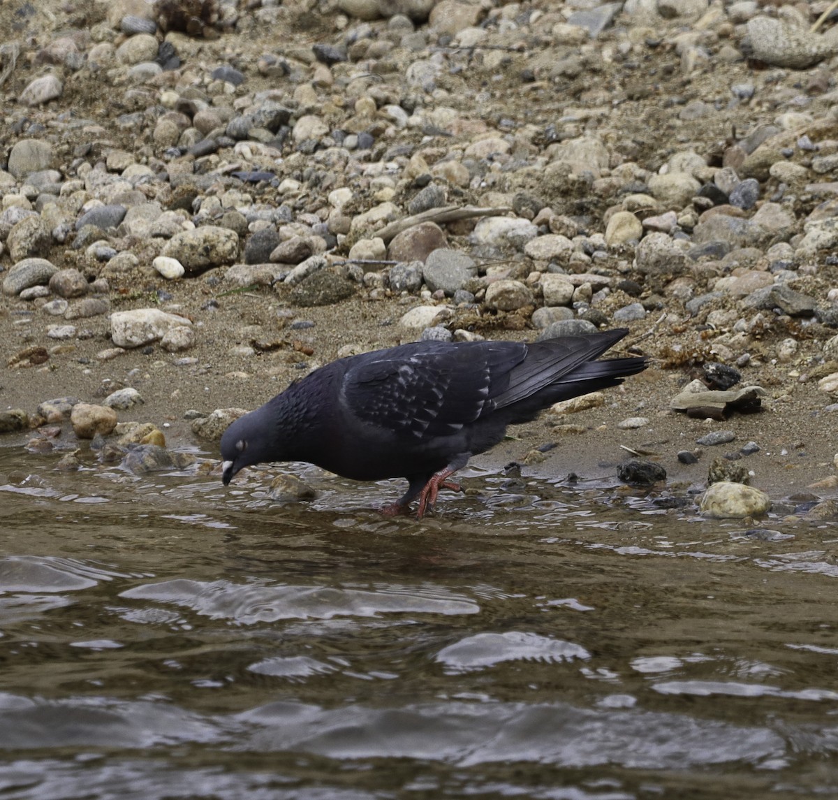 Rock Pigeon (Feral Pigeon) - ML620880256