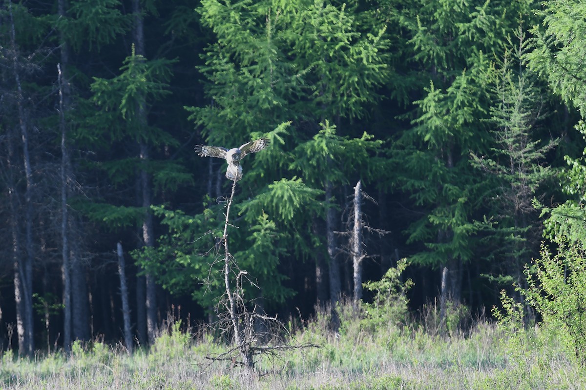 Great Gray Owl (Lapland) - ML620880263