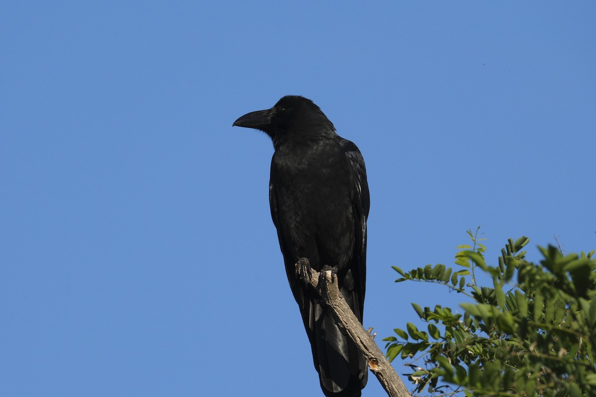 Large-billed Crow - ML620880264
