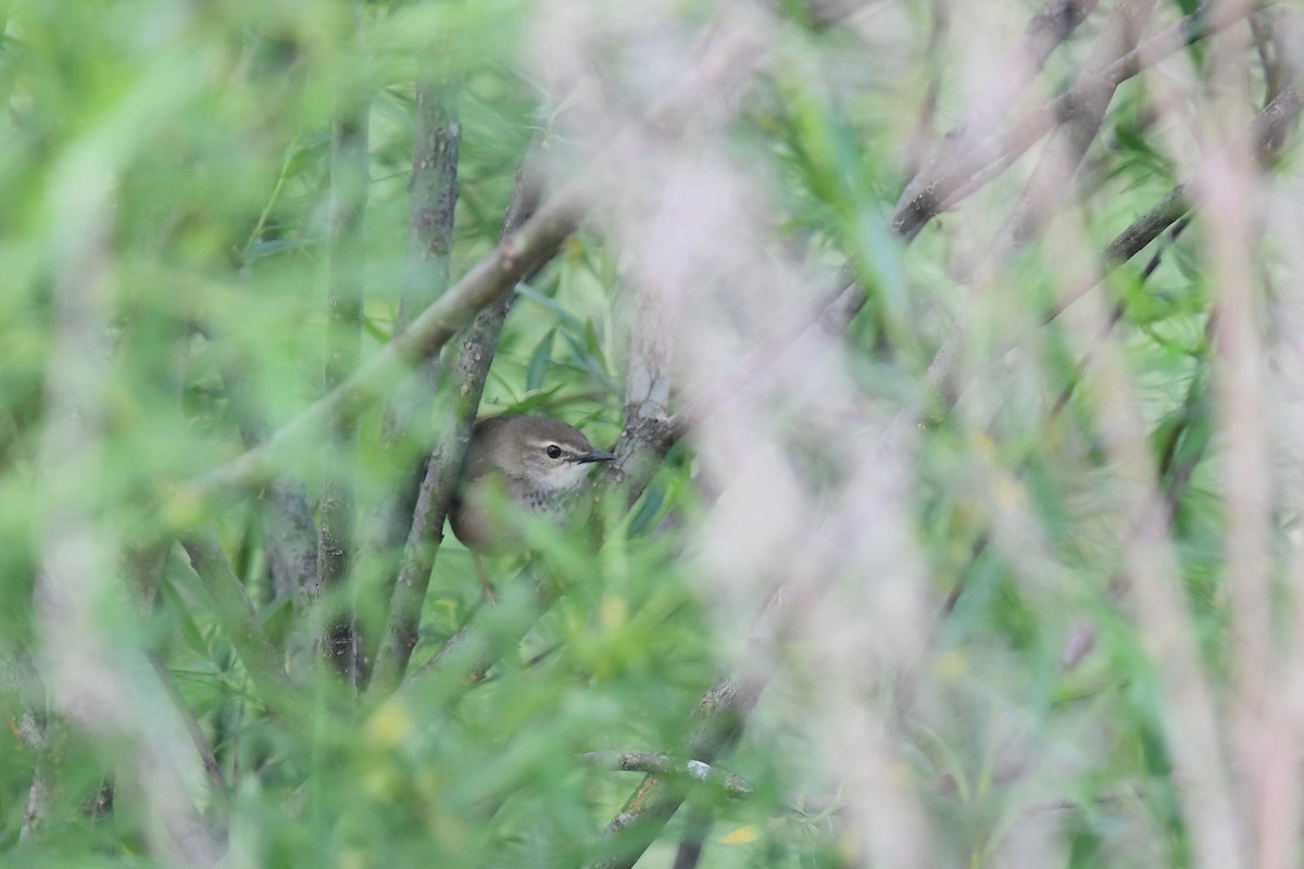 Baikal Bush Warbler - ML620880265