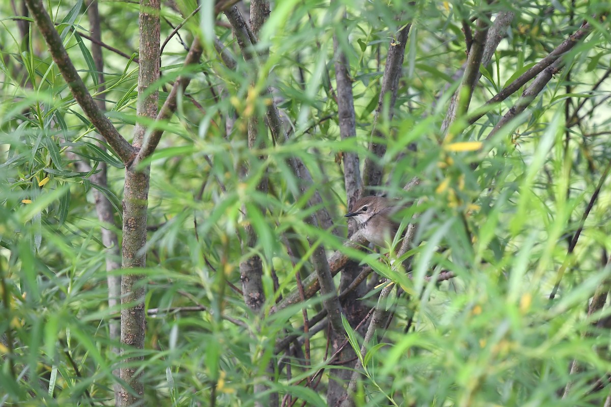 Baikal Bush Warbler - ML620880266