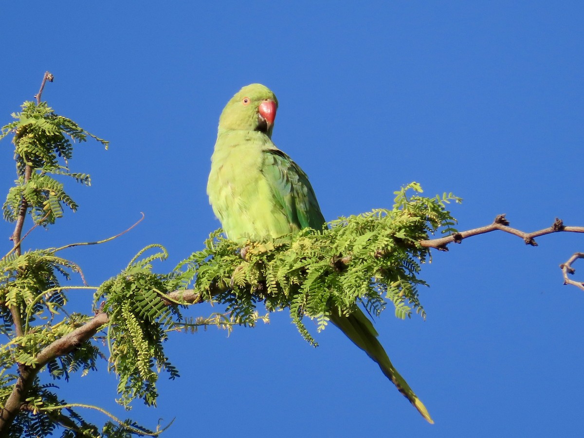 Rose-ringed Parakeet - ML620880267