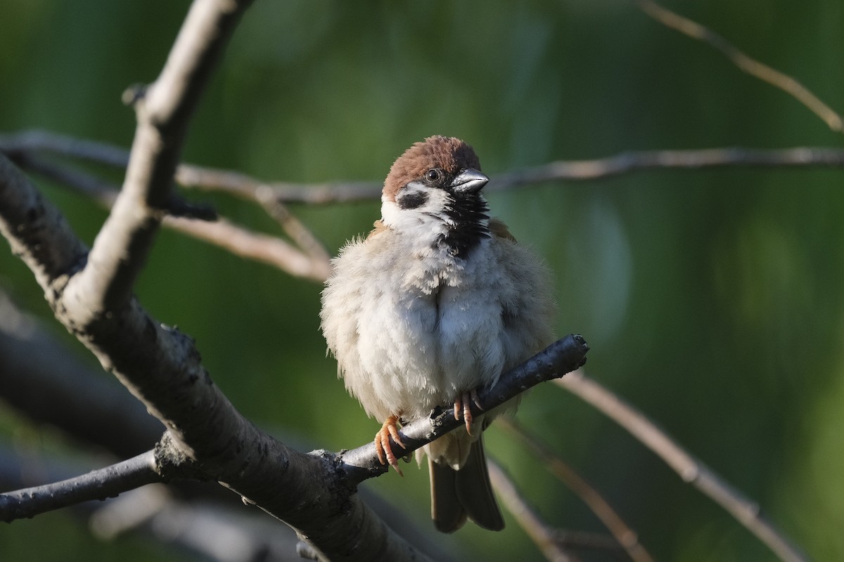Eurasian Tree Sparrow - ML620880269