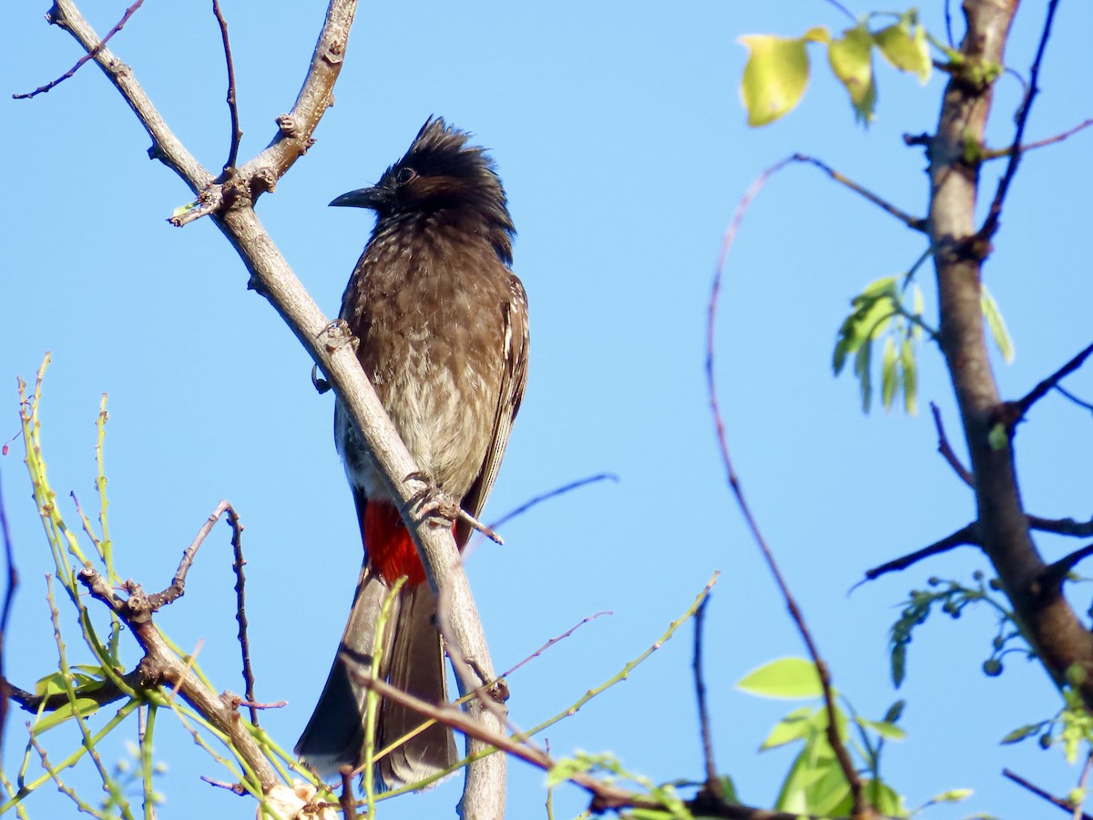 Bulbul à ventre rouge - ML620880272