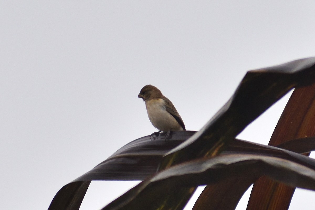 Chestnut-throated Seedeater - ML620880274