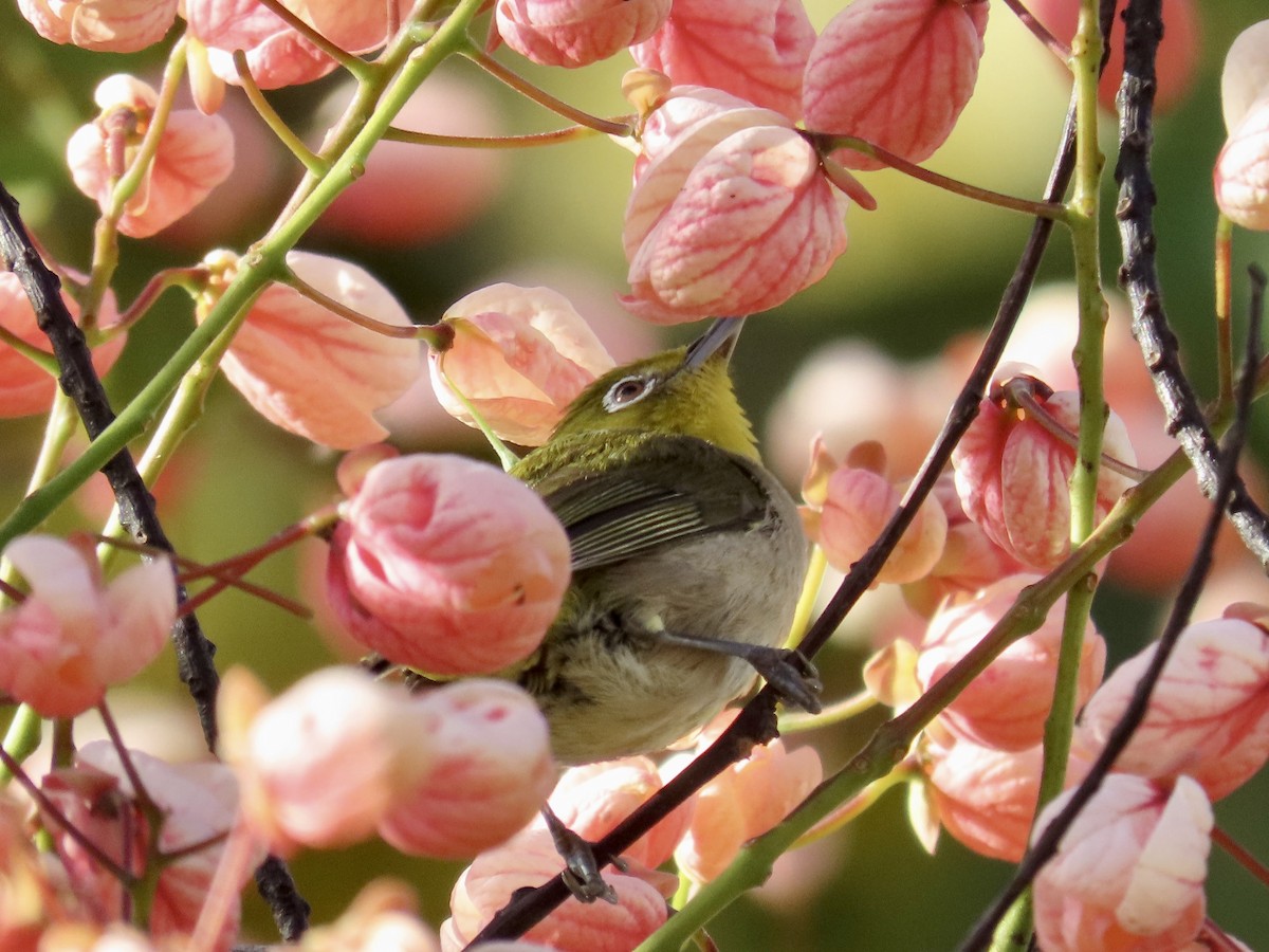 Warbling White-eye - ML620880276