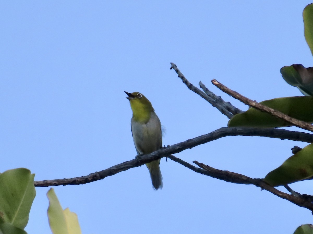 Warbling White-eye - ML620880277