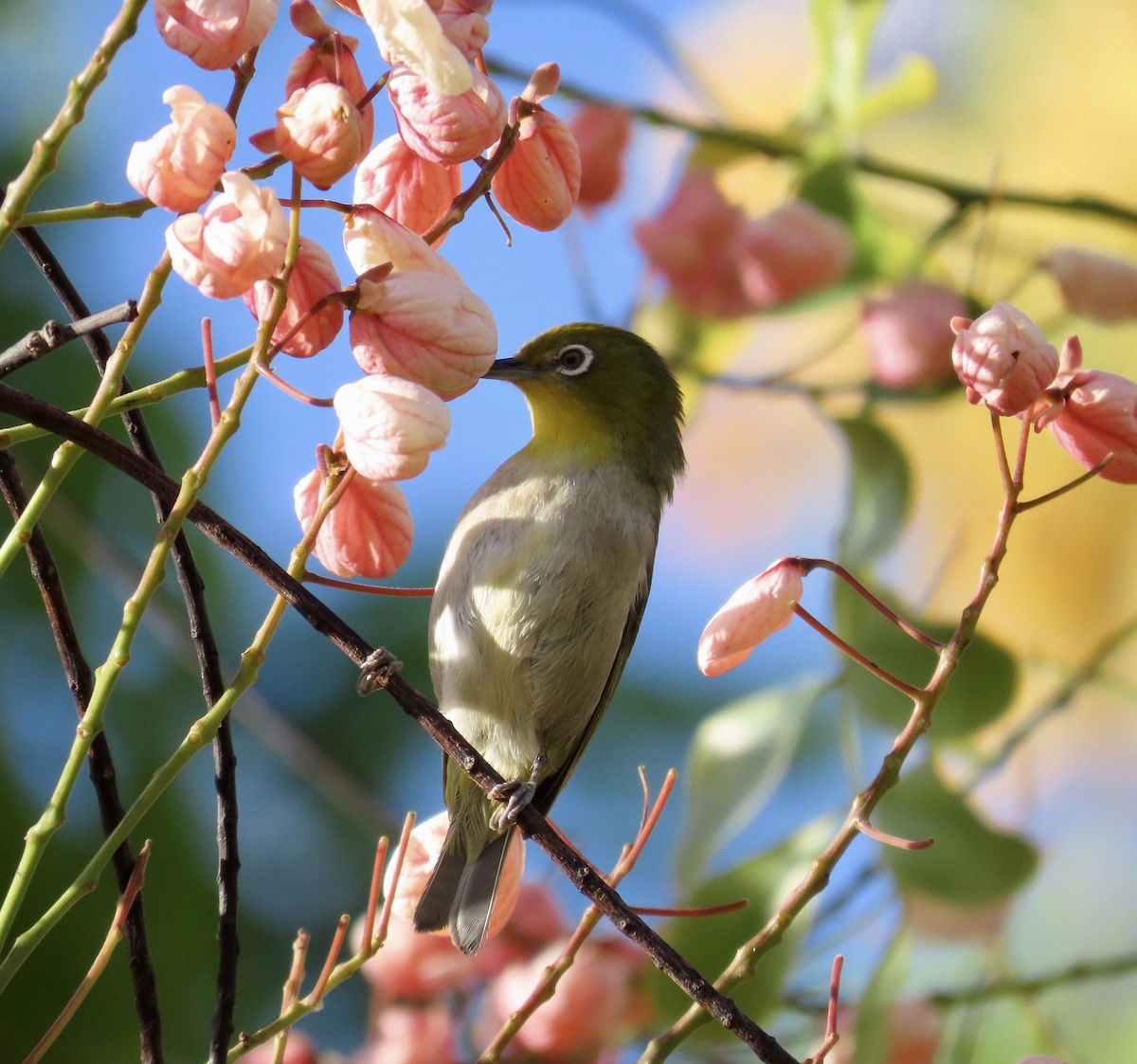 Warbling White-eye - ML620880278