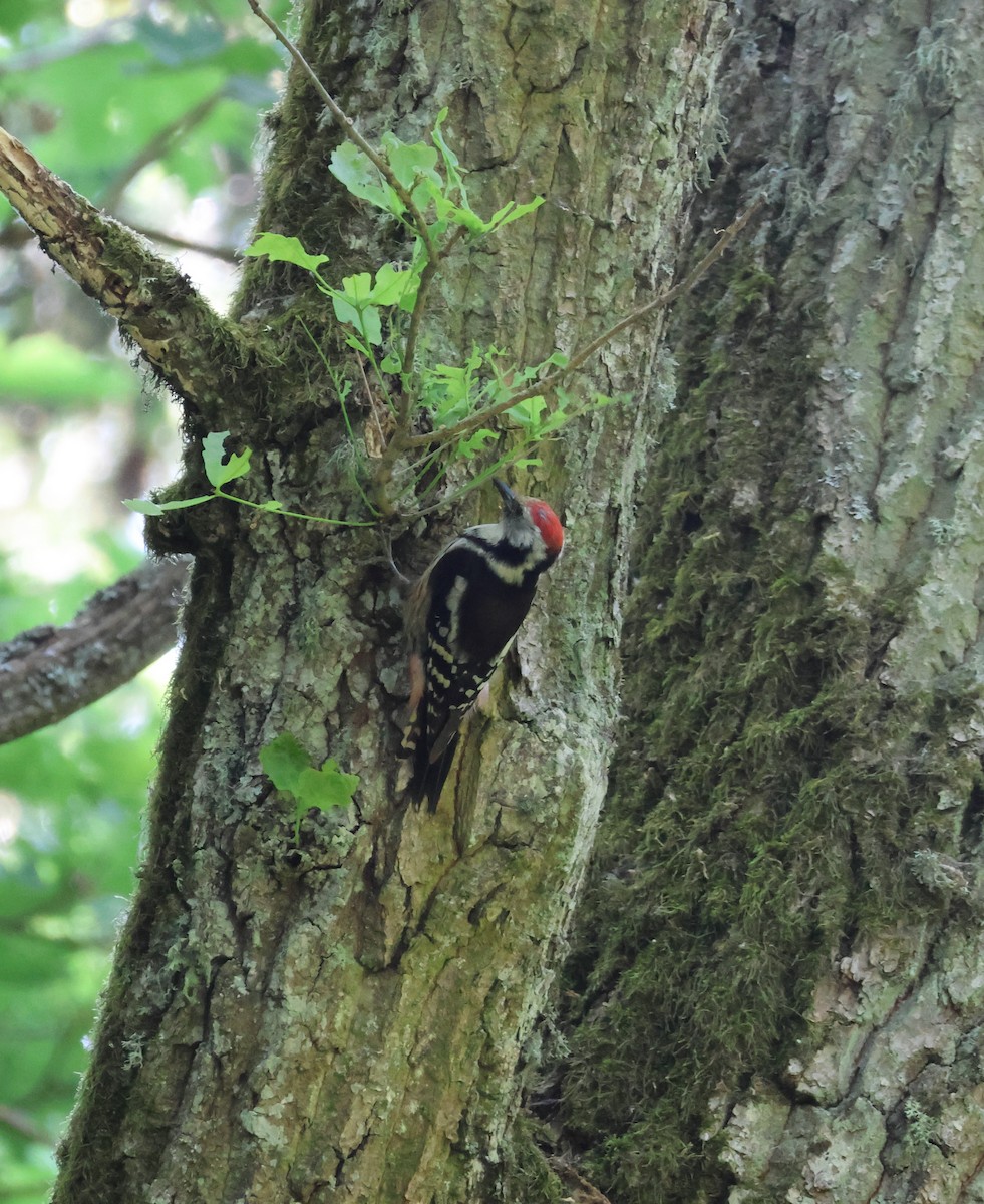 Middle Spotted Woodpecker - ML620880289