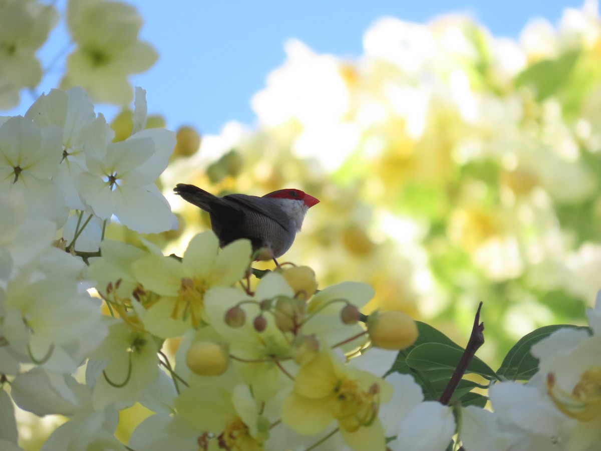 Common Waxbill - ML620880291