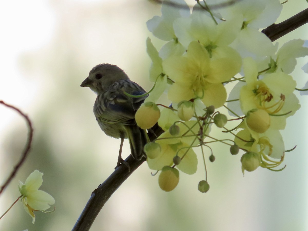 Saffron Finch - ML620880295