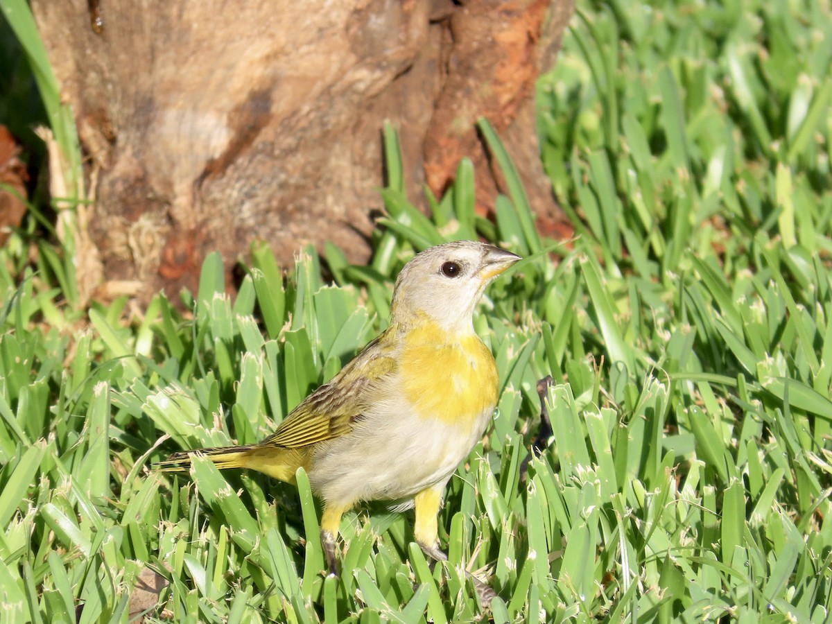 Saffron Finch - ML620880298