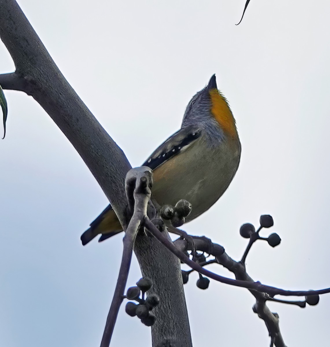 Spotted Pardalote - ML620880299