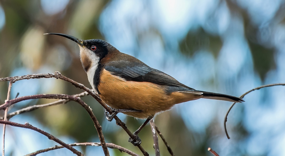 Eastern Spinebill - ML620880300