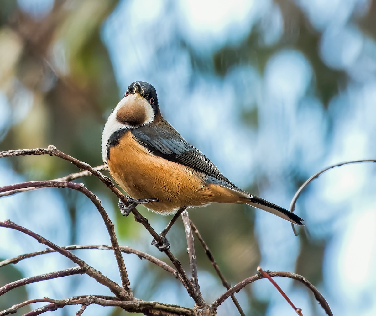 Eastern Spinebill - Russell Scott