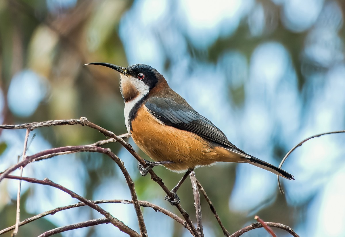 Eastern Spinebill - ML620880302