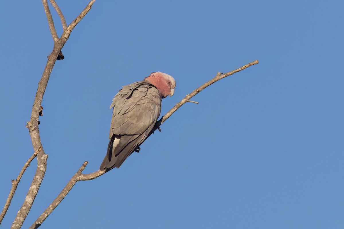 Galah - ML620880309