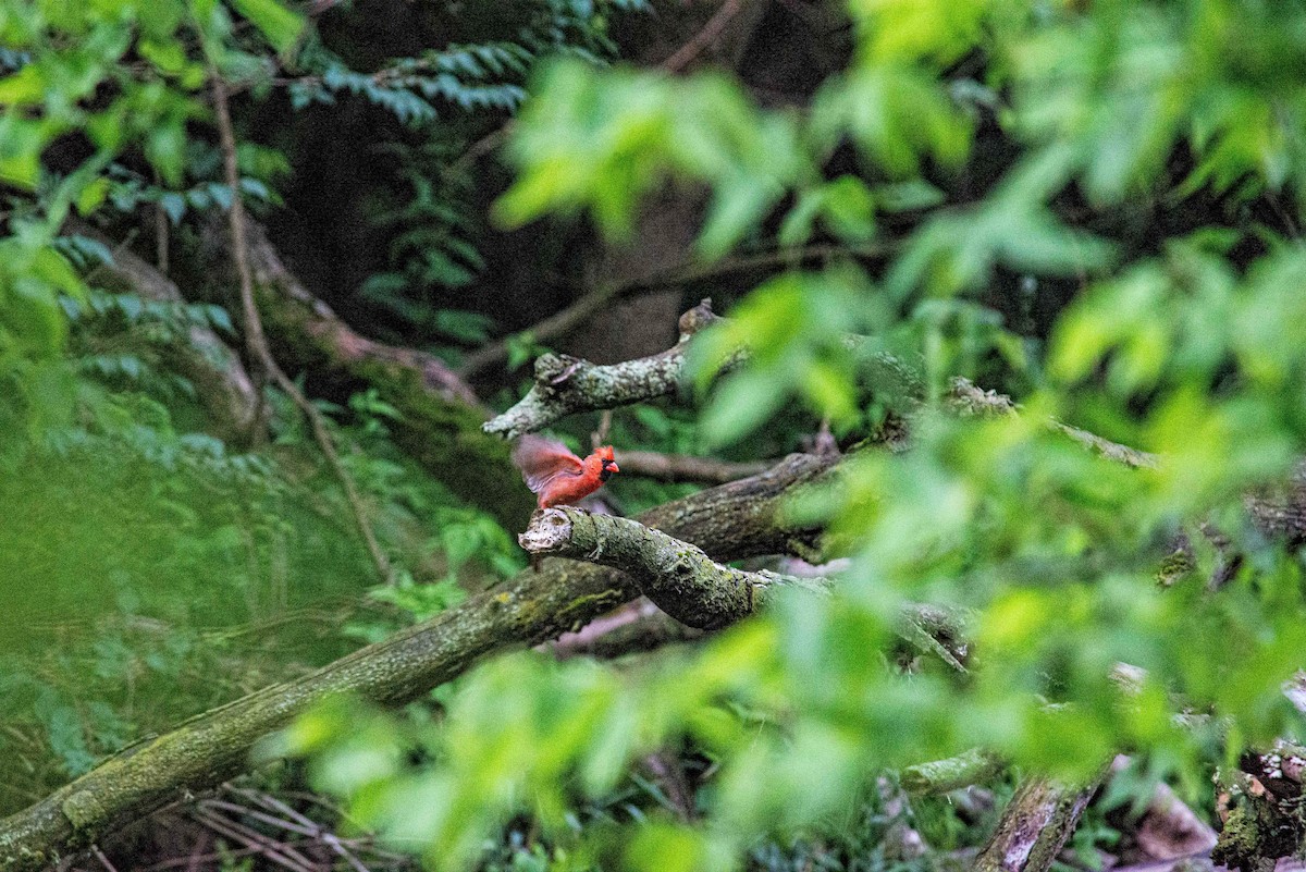 Northern Cardinal - ML620880320