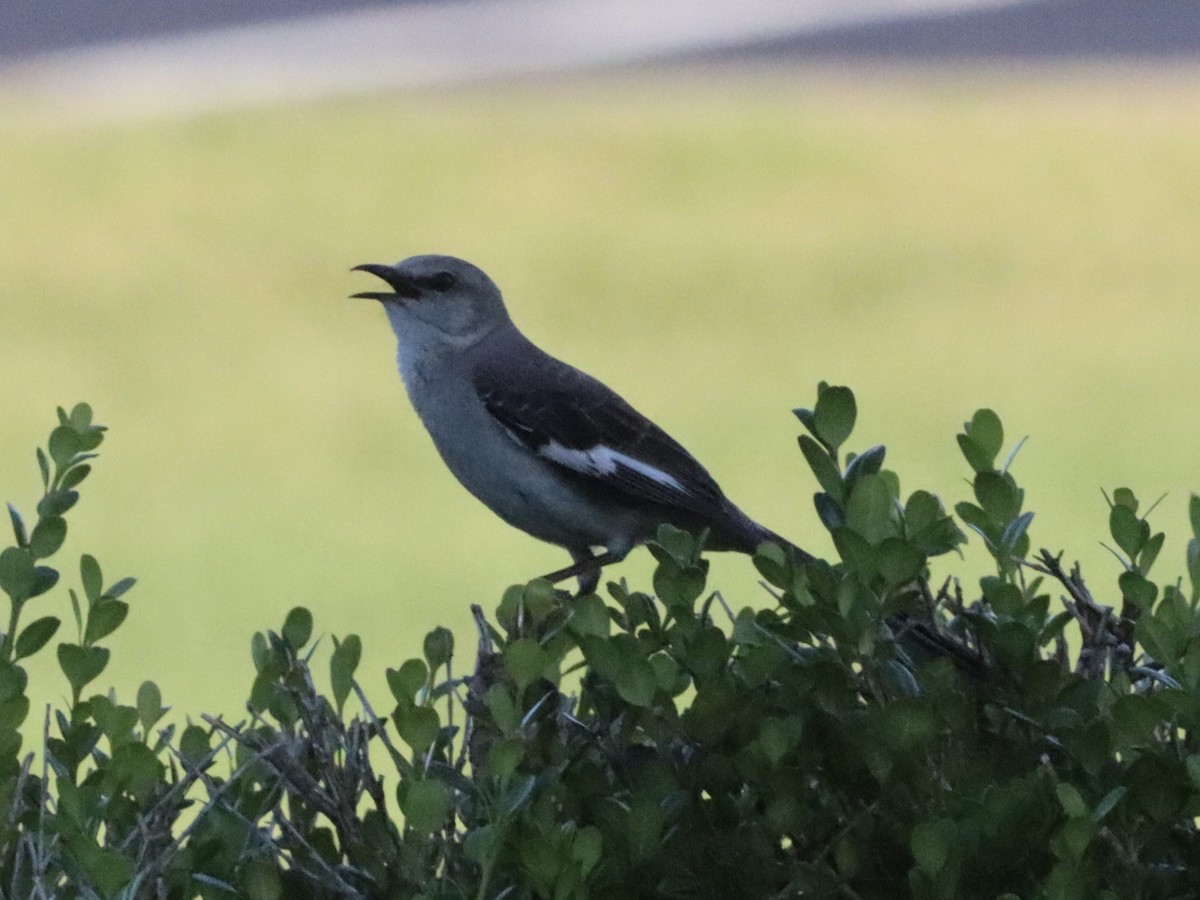 Northern Mockingbird - ML620880325