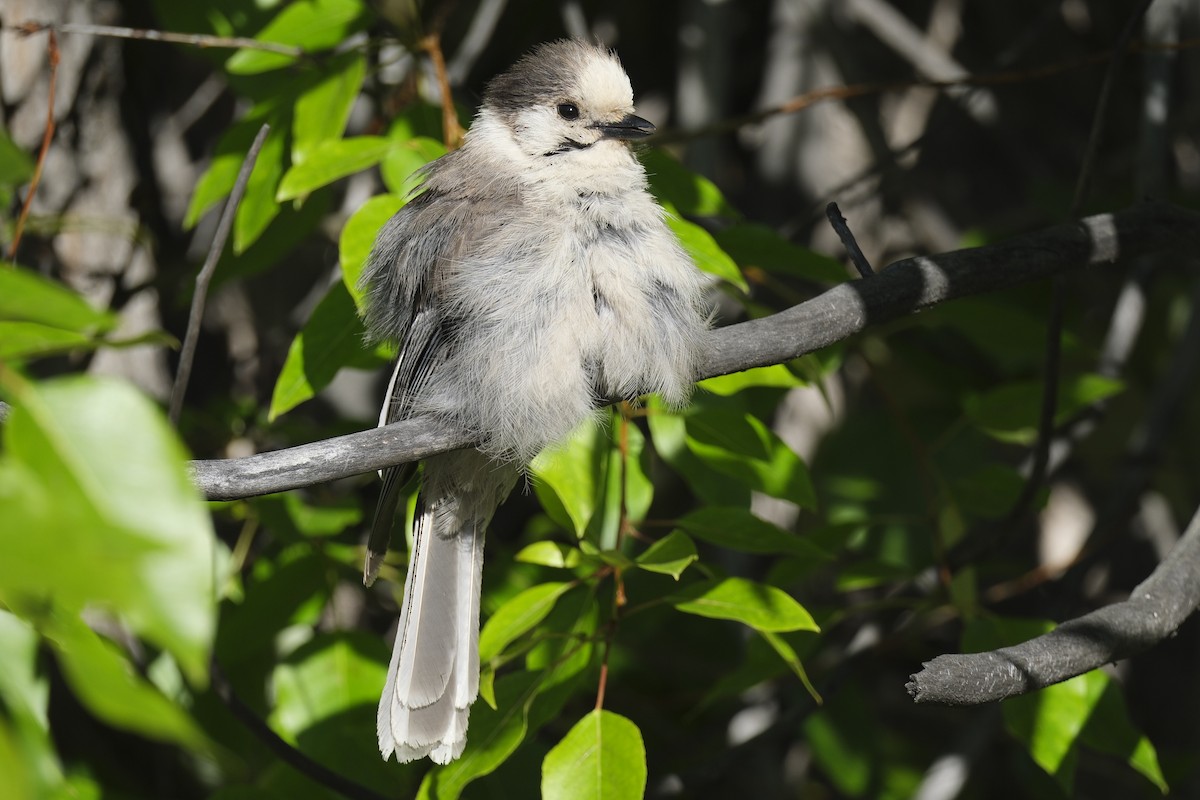 Canada Jay - ML620880335