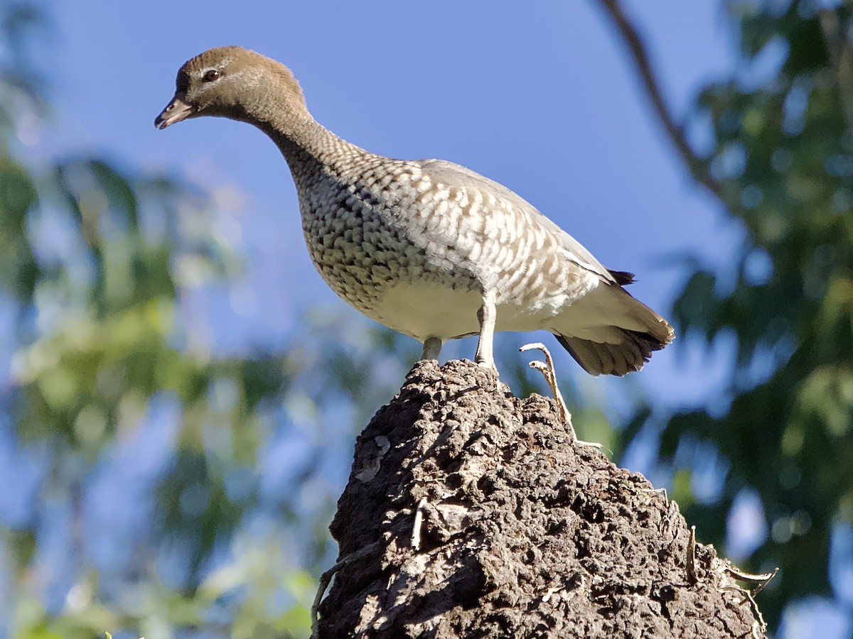 Canard à crinière - ML620880340