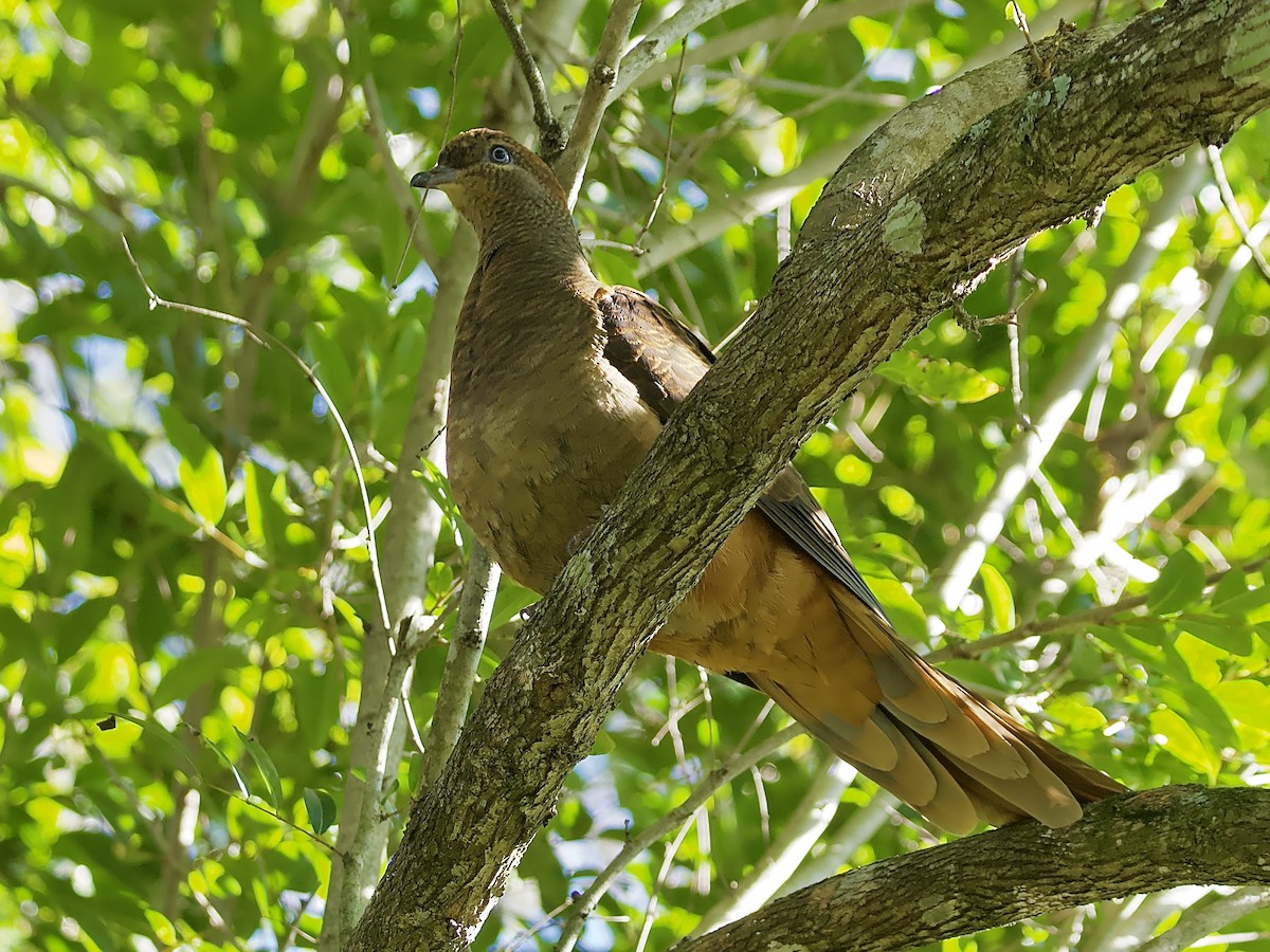 Brown Cuckoo-Dove - ML620880342