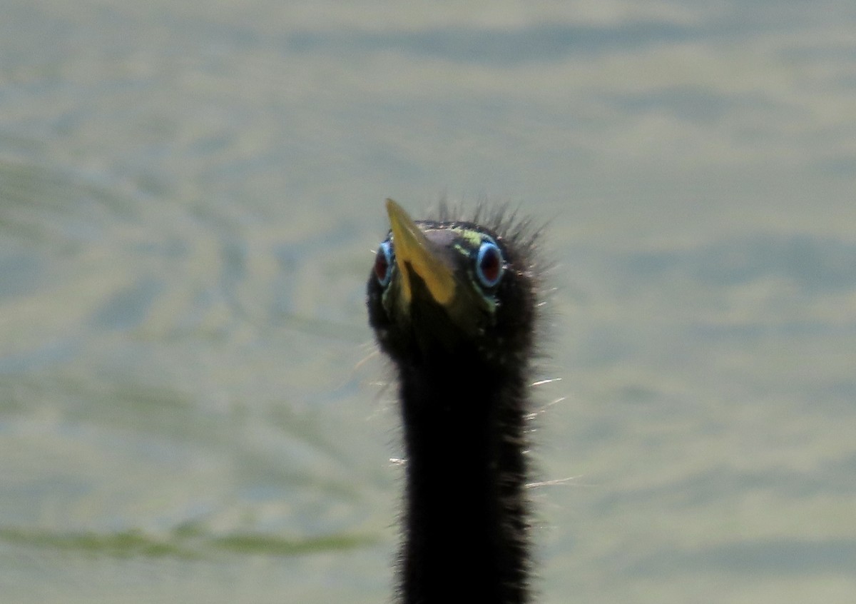 Anhinga Americana - ML620880343