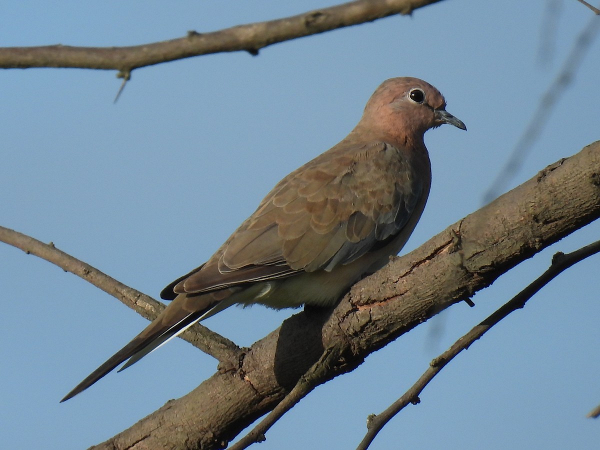 Laughing Dove - ML620880345
