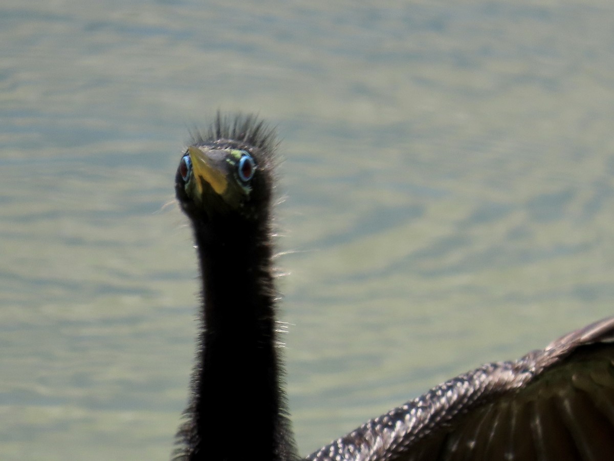 anhinga americká - ML620880347