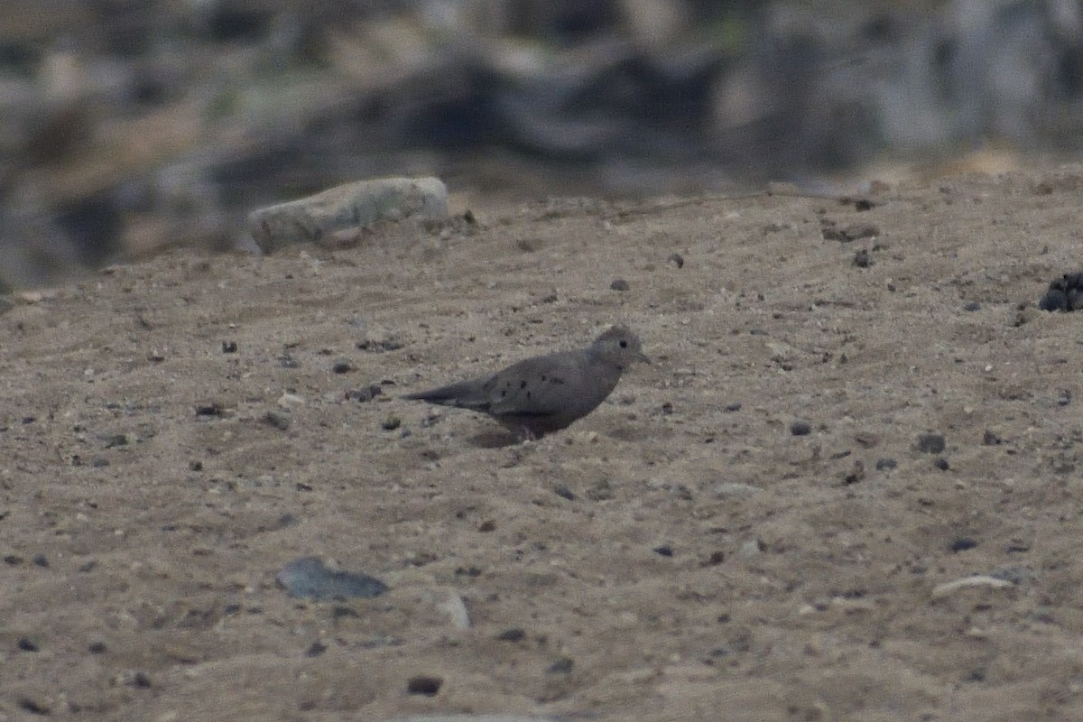 Plain-breasted Ground Dove - ML620880350