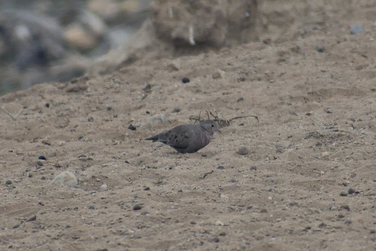 Plain-breasted Ground Dove - ML620880352