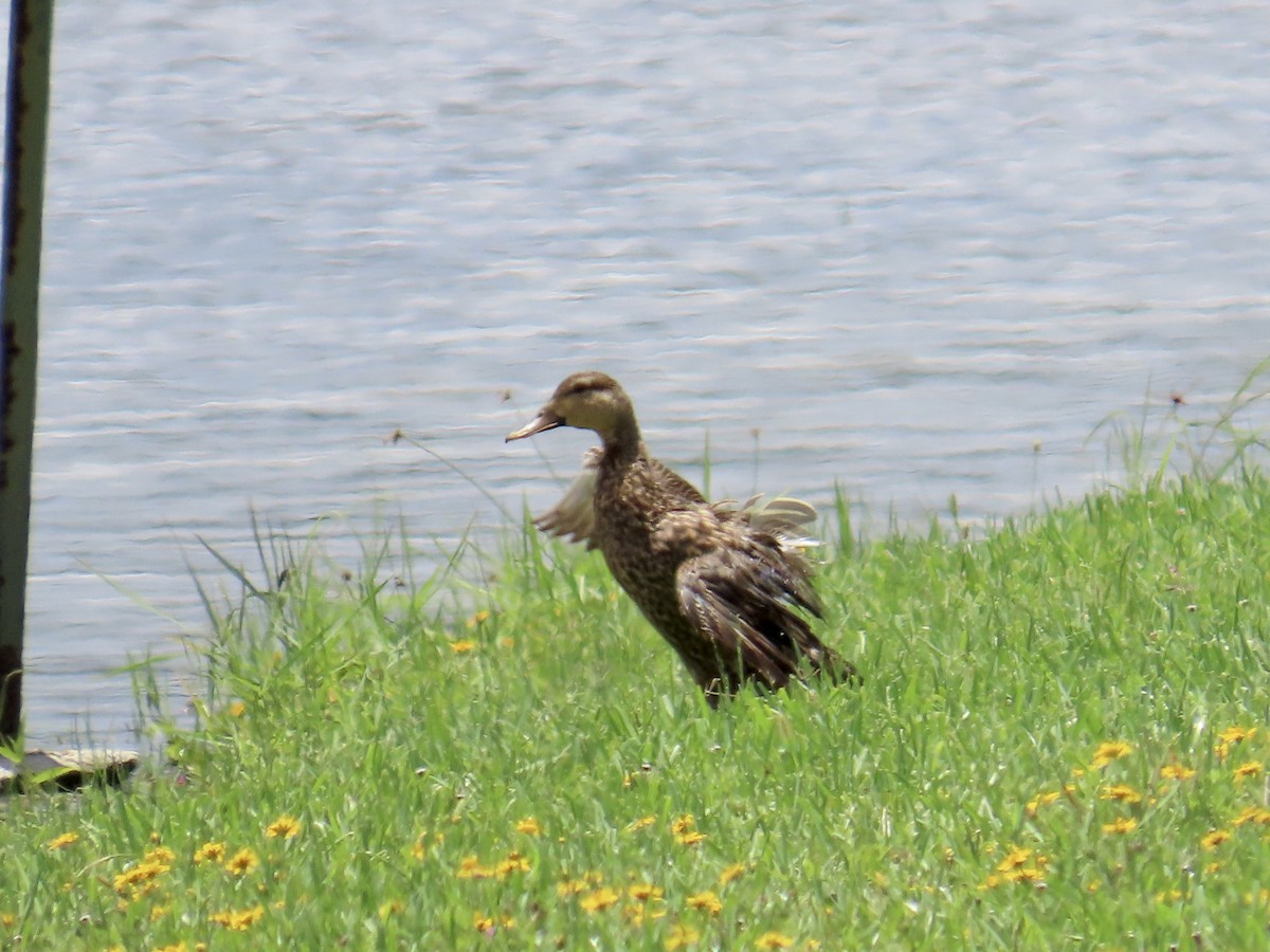 Mottled Duck - ML620880357