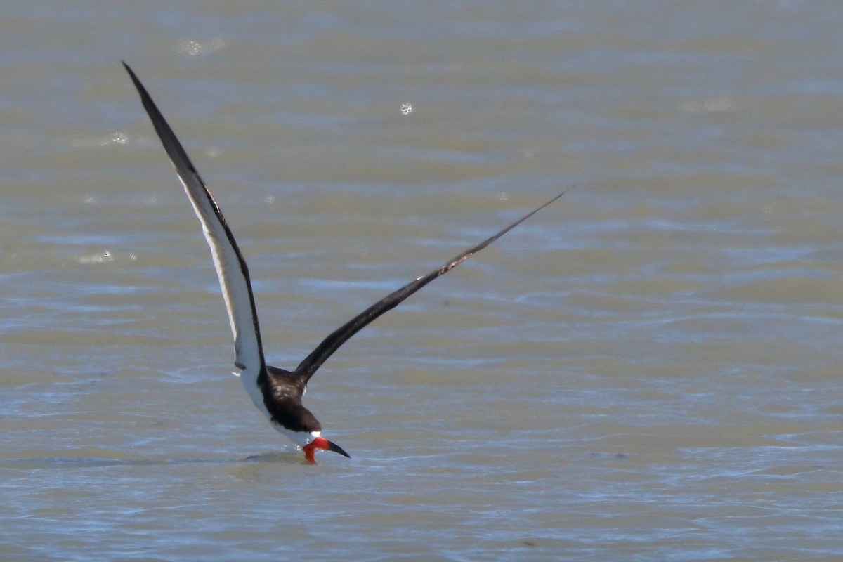 Black Skimmer - ML620880359