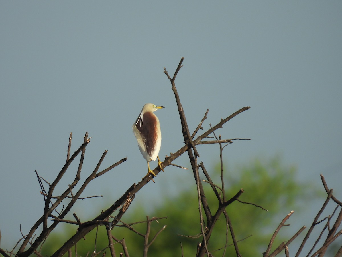 Indian Pond-Heron - ML620880366